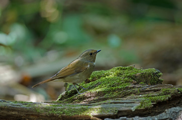White-gorgeted Flycatcher (Ficedula monileger) Birds