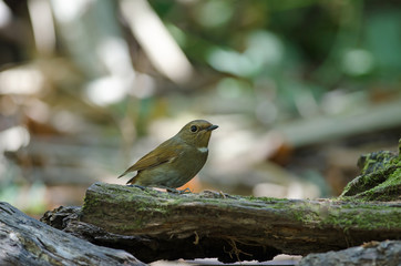 White-gorgeted Flycatcher (Ficedula monileger) Birds