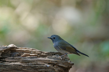 Rufous-gorgeted Flycatcher (Ficedula strophiata)