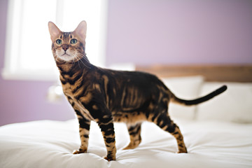 Bengal cat on a blanket with green eyes