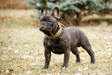 French bulldog in the park