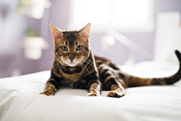 Bengal cat on a blanket with green eyes