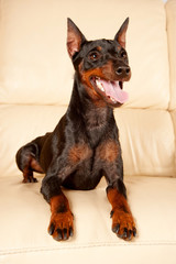Miniature Pinscher looks at his tongue on the sofa