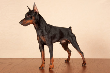 Miniature Pinscher in a strained position