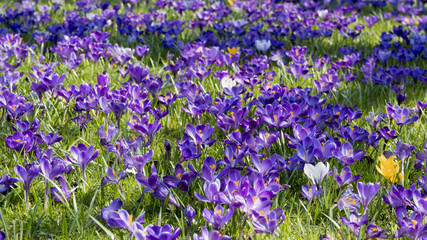 Obraz premium Blumenwiese mit lila Krokussen
