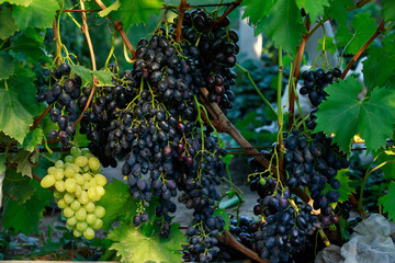 bunch of ripe grapes