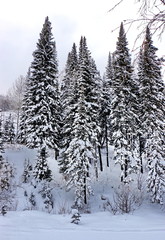 winter landscape with lots of beautiful fir trees, vertical photo