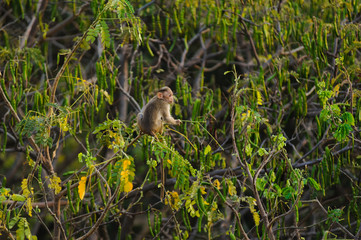 baby monkey sits on a green tree in jungle