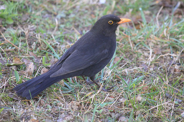 blackbird on the grass in spring