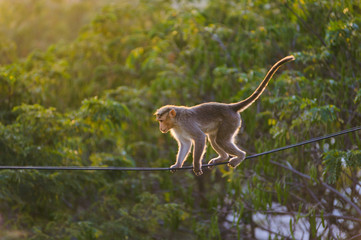 dexterous Monkey walking on the the electric wire in the jungle