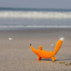 Fototapeta na wymiar Red fox is resting on the beach image.