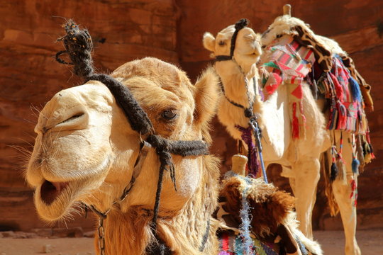 Portrait of camels in Petra, Jordan, Middle East 