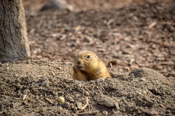 Cynomys ludovicianus, Präriehund, Tier, Frei, Buddelt ein Loch, Dreck, Erde, Fell 