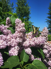 Fototapeta premium A bright butterfly flies over a lilac bush