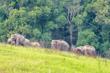 Elephants eating grass at Khao Yai National Park, Thailand