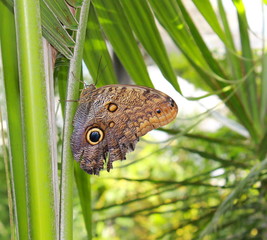 Schmetterling