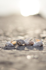 Seashells by the sea in sunlight