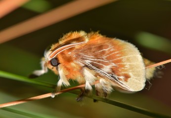 A Southern Flannel Moth (Megalopyge opercularis) perched in a tree. These fluffy moths come from venomous Flannel Moth caterpillars. The caterpillars are to be avoided as they can cause injury.