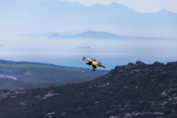 Eurasian Griffon Vulture