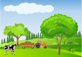 Countryside vector illustration, cows and tractor driving on green hills, outdoor concept
