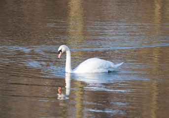 swan with reflection