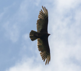 Turkey vulture in Pennsylvania 