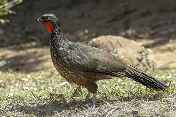 Penelope jacutinga