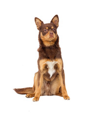 Fototapeta premium dog looking at white background