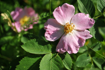 Wild rose pink flowers on the soft green leaves background