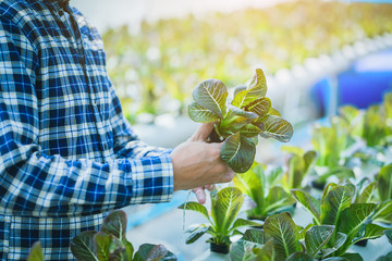 farmer inspecting hydroponic farm and observing growth vegetable Meticulously after delivered to...