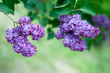Beautiful blooming purple lilac branch