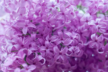 Beautiful blooming purple lilac branch