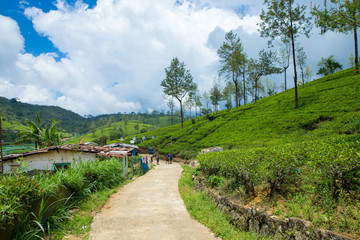 Tea plantation . Nature background