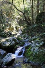 大樽の滝への遊歩道の風景（高知県越知町）