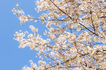 Obraz premium Cherry Blossom