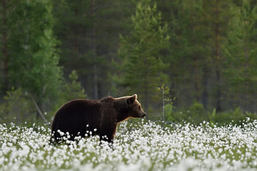 Brown bear in flourishing bog landscape at summer. Bear in bog scenery.