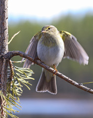 Willow Warbler