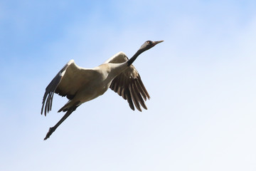 Crane