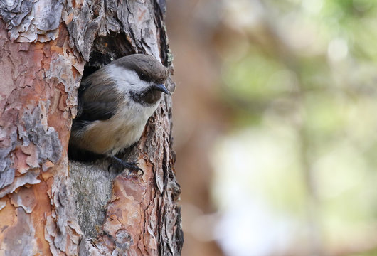 Siberian tit