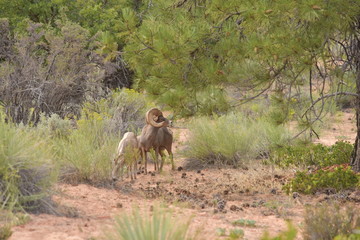 The Mountain Goats Family at Zion National Park having food on Evening