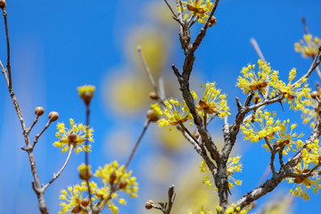 Cornus officinalis. bloom in the spring of Korea.