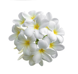 Fototapeta na wymiar Tropical flowers frangipani (plumeria) isolated on white background