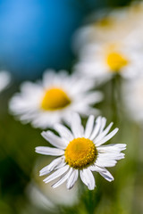 Fototapeta premium Chamomile Flowers In The Summer Garden