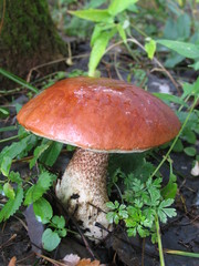 beautiful white mushroom in the forest on the grass