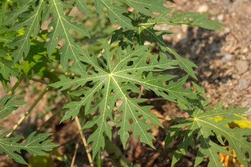 Green leaf of Young papaya tree