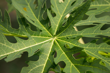 Green leaf of Young papaya tree