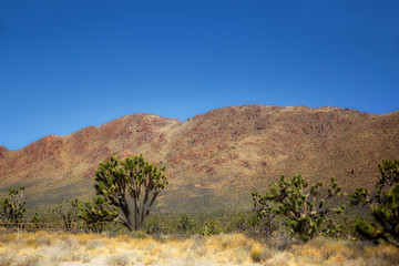 Joshua trees in front of a mountain in a Nevada desert spring landscape