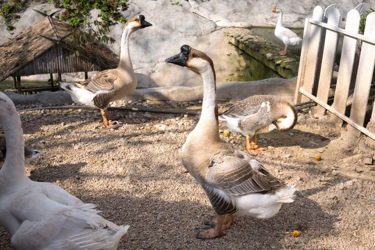 Chinese goose in a poultry farm
