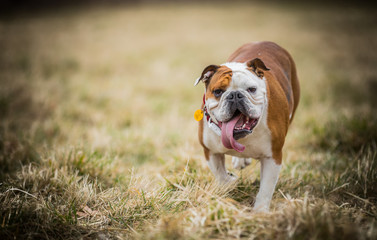 Obraz premium Bulldog with the long tongue