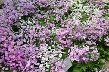 Mil y una flores
